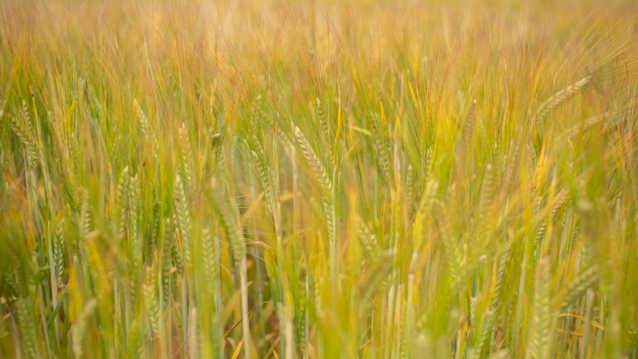 plant, vegetation, grass, field, outdoors, nature, food, grain, produce