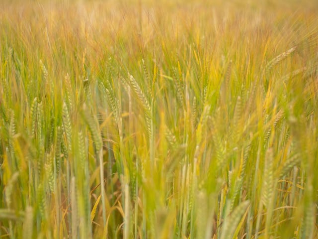 plant, vegetation, grass, field, outdoors, nature